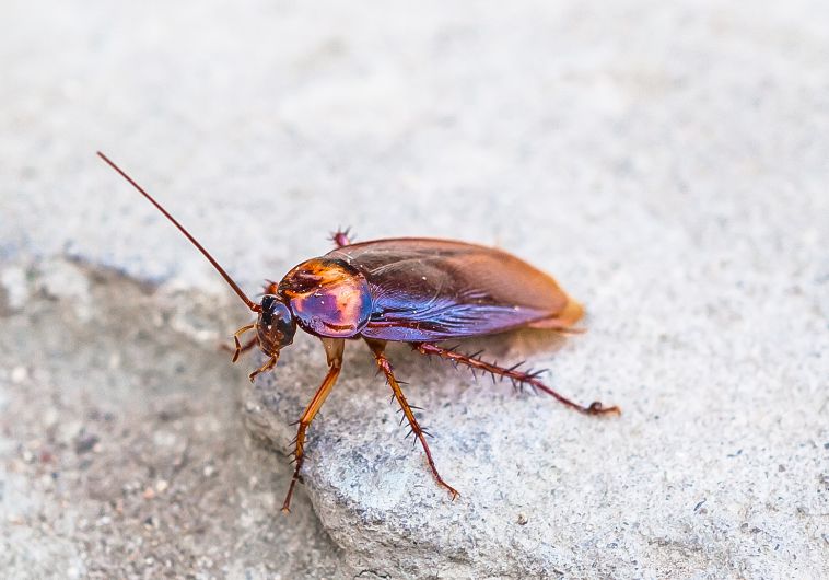 Sử Dụng Tinh Dầu Để Đuổi Gián